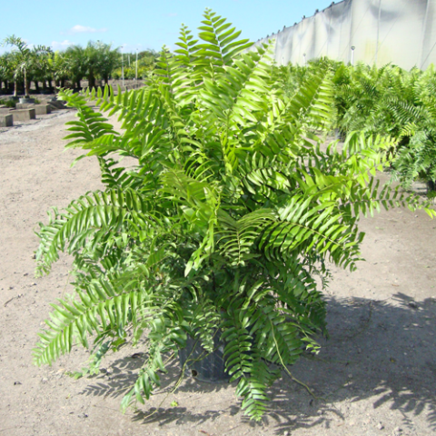 Ferns